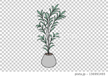 観葉植物　大型1　植木鉢　インテリア 136991493