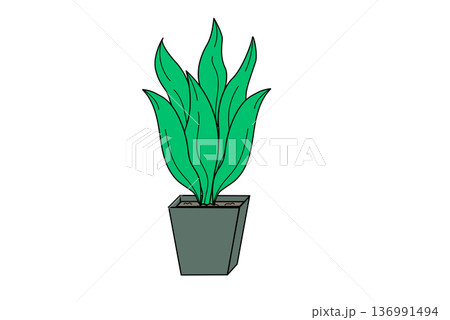 観葉植物 中型2 植木鉢 インテリア 観葉植物 中型2 植木鉢 インテリア 136991494