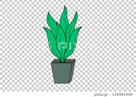 観葉植物 中型2 植木鉢 インテリア 観葉植物 中型2 植木鉢 インテリア 136991494