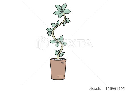 観葉植物　大型2　植木鉢　インテリア 136991495