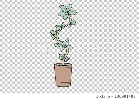 観葉植物　大型2　植木鉢　インテリア 136991495