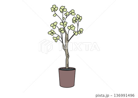 観葉植物 大型3 植木鉢 インテリア 観葉植物 大型3 植木鉢 インテリア 136991496