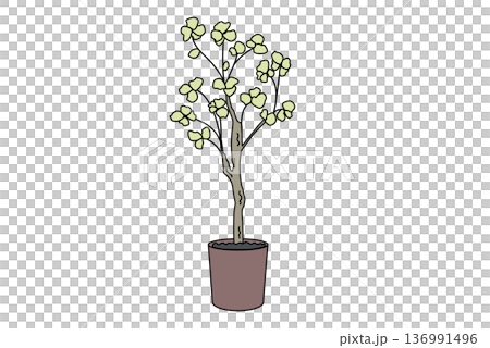 Large 3 potted plants for interior decoration 136991496