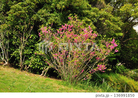 あいち健康の森公園のハナズオウ 136991850