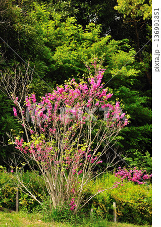 あいち健康の森公園のハナズオウ 136991851
