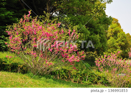 あいち健康の森公園のハナズオウ 136991853