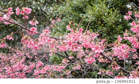 桜 さくら サクラ 136991911