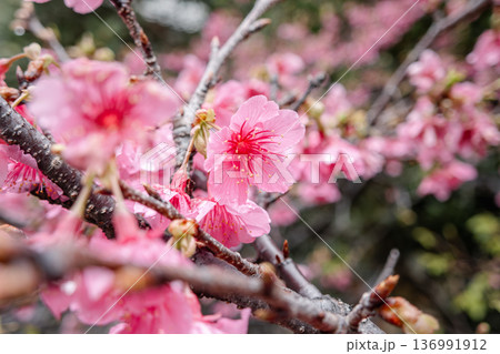 桜 さくら サクラ 136991912