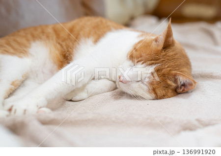 眠る猫　茶トラ白 136991920