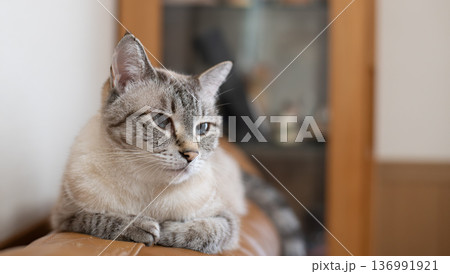 見つめる猫 シャムトラ猫 見つめる猫 シャムトラ猫 136991921