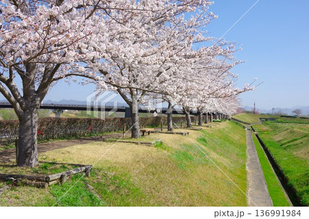 兵庫県小野市 おの桜つづみ回廊 兵庫県小野市 おの桜つづみ回廊 136991984