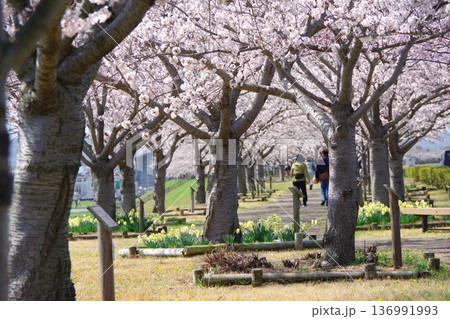 兵庫県小野市 おの桜つづみ回廊 兵庫県小野市 おの桜つづみ回廊 136991993