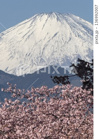 河津桜と春の冠雪した富士山 136992007