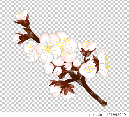 早春時節,美麗的白色梅花和花苞競相綻放。 早春時節,美麗的白色梅花和花苞競相綻放。 136992049