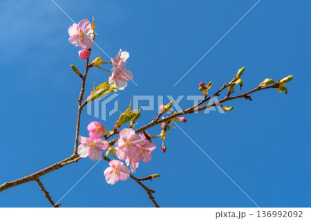 山口県萩市 笠山山頂公園の河津桜と早春の絶景 山口県萩市 笠山山頂公園の河津桜と早春の絶景 136992092