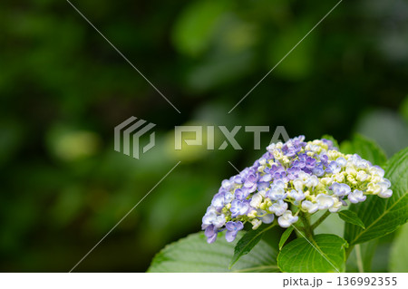 綺麗な紫陽花 綺麗な紫陽花 136992355