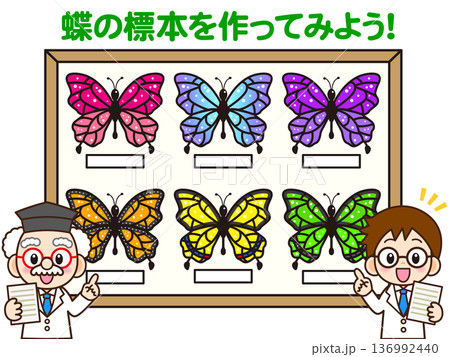 蝶の標本実験をする博士と科学者のイラスト 136992440