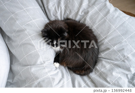 Black and white cat resting on cozy bed in calm bedroom interior 136992448