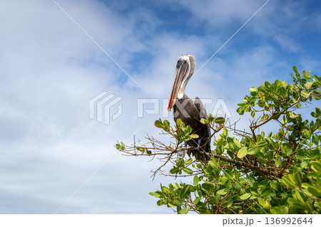 Brown Pelican perched in lush greenery of Isabela Island 136992644