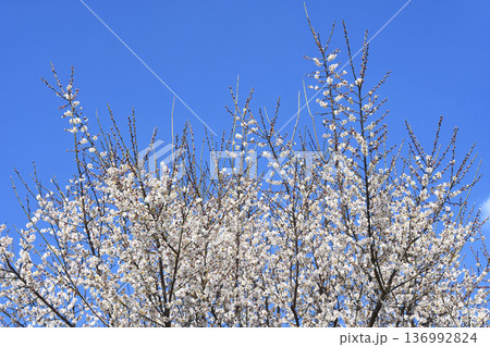 梅の花 梅の花 136992824