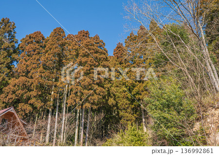 針葉樹林　滋賀県長浜市永原 136992861