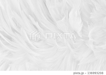 Beautiful white grey bird feathers pattern texture background. Beautiful white grey bird feathers pattern texture background. 136993208