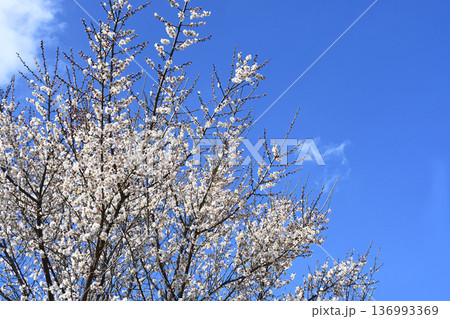 梅の花 梅の花 136993369