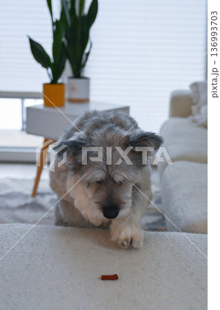 Small gray dog approaching treat on sofa in bright modern home interior Small gray dog approaching treat on sofa in bright modern home interior 136993703