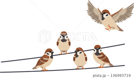 sparrow birds on wire. cute house sparrows in a small flock on a power line one bird flying above 136993719