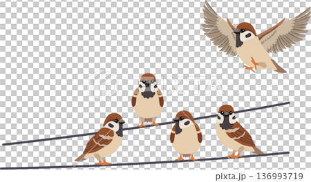 sparrow birds on wire. cute house sparrows in a small flock on a power line one bird flying above 136993719