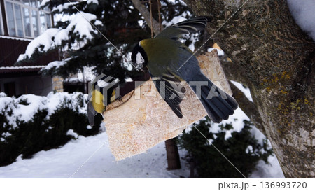 Great chickadee, Parus major feeding on pork fatback in snowy winter garden Great chickadee, Parus major feeding on pork fatback in snowy winter garden 136993720