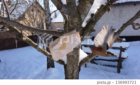 Eurasian nuthatch, Sitta europaea feeding on pork fatback in snowy winter garden 136993721