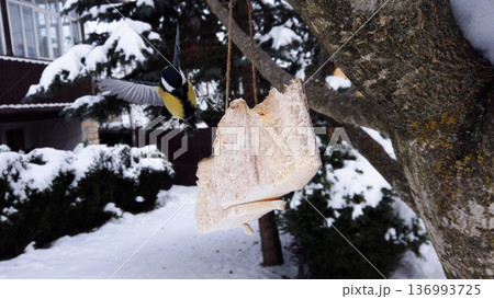 Great chickadee, Parus major feeding on pork fatback in snowy winter garden Great chickadee, Parus major feeding on pork fatback in snowy winter garden 136993725
