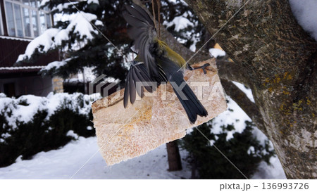 Great chickadee, Parus major feeding on pork fatback in snowy winter garden Great chickadee, Parus major feeding on pork fatback in snowy winter garden 136993726
