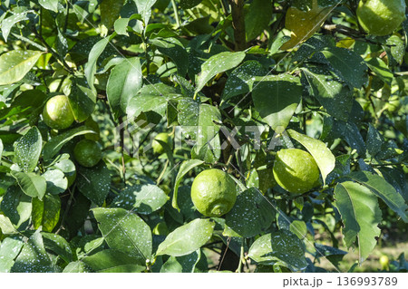 日本一の出荷量を誇る広島県の瀬戸田レモン 136993789