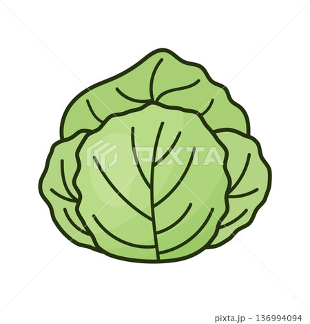 white cabbage white cabbage 136994094