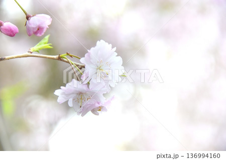 桜咲く 桜咲く 136994160