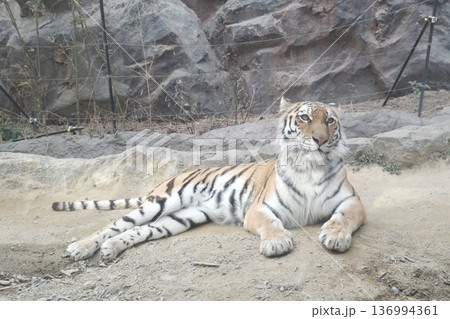 動物園でくつろぐトラ 動物園でくつろぐトラ 136994361