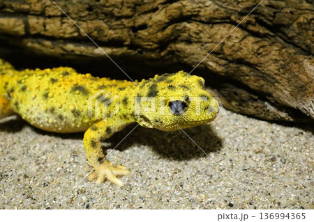 リアルなヒョウモントカゲモドキフィギュア リアルなヒョウモントカゲモドキフィギュア 136994365