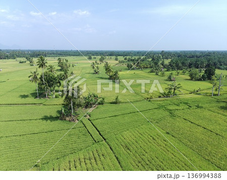 the rice plants are old and yellow, ready to be harvested the rice plants are old and yellow, ready to be harvested 136994388