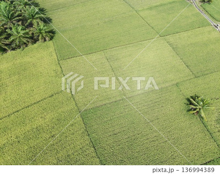 the rice plants are old and yellow, ready to be harvested 136994389