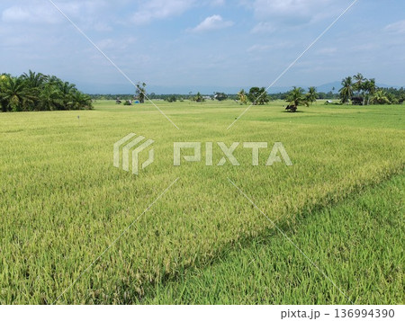 the rice plants are old and yellow, ready to be harvested 136994390
