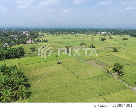 the rice plants are old and yellow, ready to be harvested 136994391