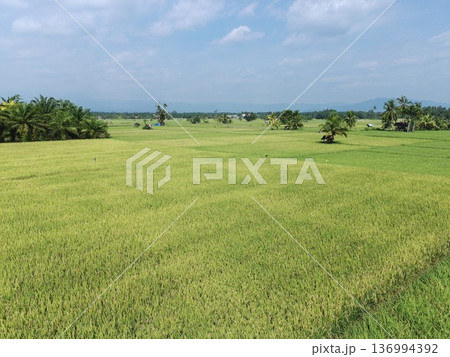the rice plants are old and yellow, ready to be harvested the rice plants are old and yellow, ready to be harvested 136994392