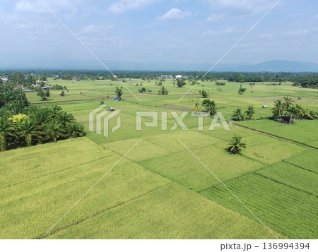 the rice plants are old and yellow, ready to be harvested the rice plants are old and yellow, ready to be harvested 136994394