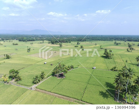 the rice plants are old and yellow, ready to be harvested the rice plants are old and yellow, ready to be harvested 136994396