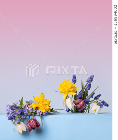 Spring flowers of tulips, muscari, daffodils, grouse on blue podium with place for text. Happy greeting card. Concept scene stage showcase for new product, promotion sale, cosmetic, presentation 136994602