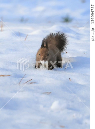 雪の上でクルミを食べるエゾリス 雪の上でクルミを食べるエゾリス 136994787