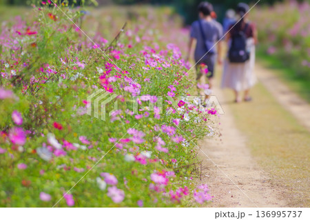 きれいな秋桜の花が一面に咲いたコスモス畑の中を歩く二人 136995737