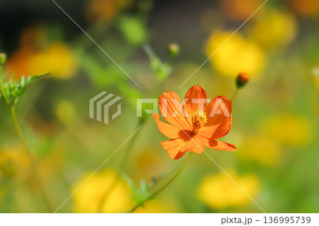 コスモス畑に咲いたオレンジ色のキバナコスモスの花 136995739